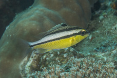 Scolopsis margaritifera