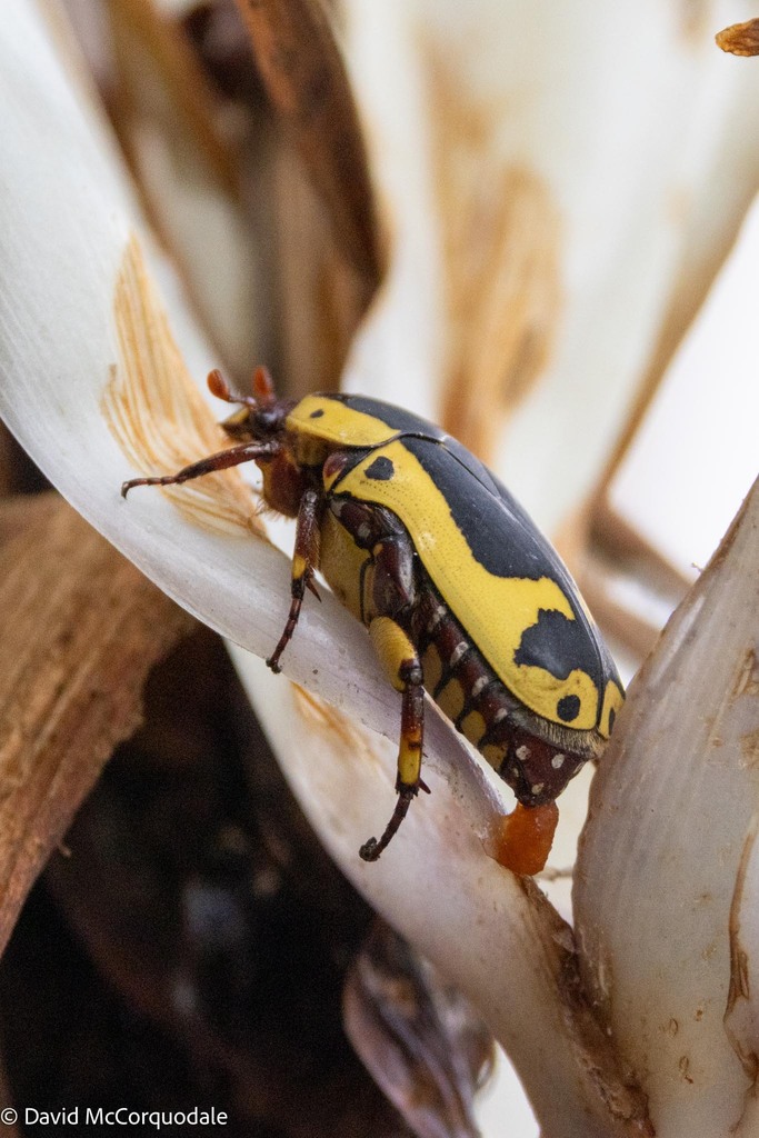 Garden Fruit Chafer From Walvis Bay, Namibia On November 6, 2023 At 08: 