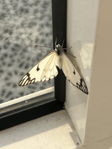 Brown-veined White