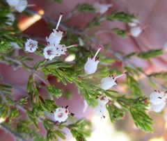 Erica simulans
