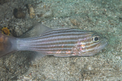 Cheilodipterus macrodon