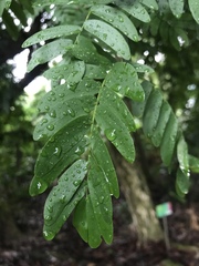 Gonopterodendron arboreum