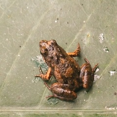 Kinangop River Frog photo 4