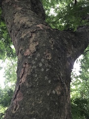 Gonopterodendron arboreum