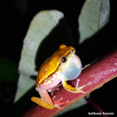 Bladder Reed Frog photo 2