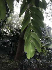 Gonopterodendron arboreum