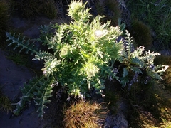 Cirsium andrewsii
