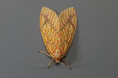 Barsine striata
