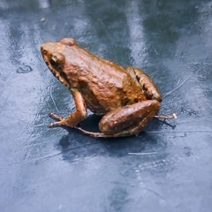 Kinangop River Frog photo 1