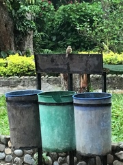 Myiozetetes cayanensis