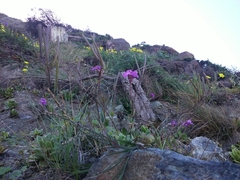 Arabis blepharophylla