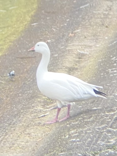 Ánsar nival (Anser caerulescens)