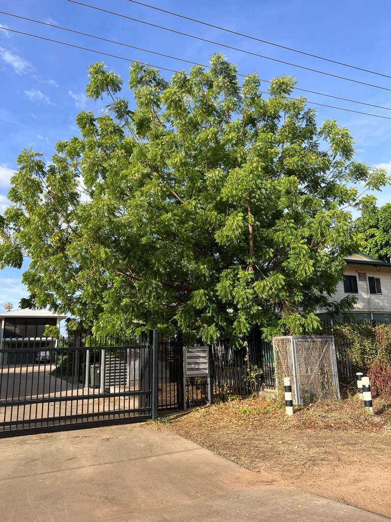 mahogany family from Kang Kang Rd, Aurukun, QLD, AU on November 22