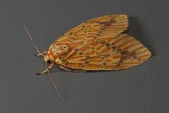 Barsine striata