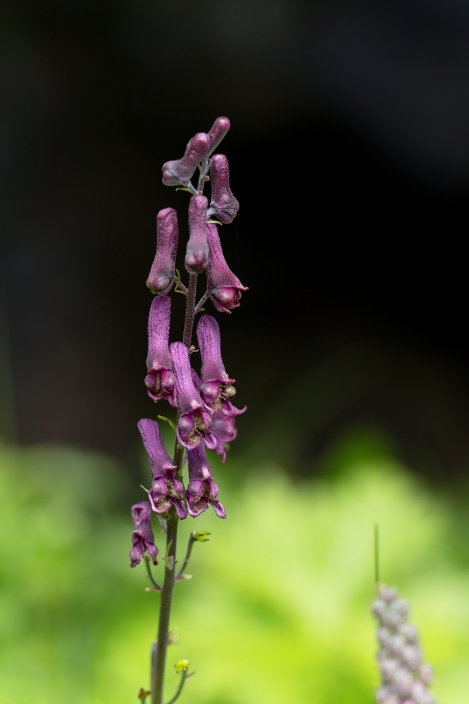 Moldavian Monkshood