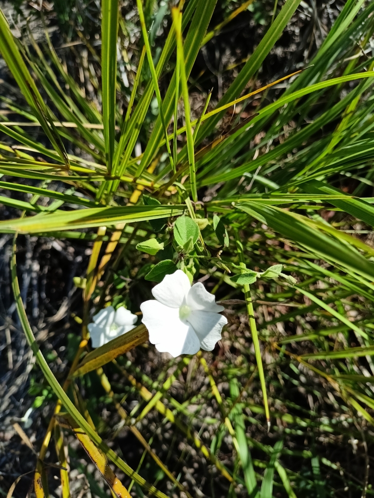Fragrant Thunbergia from Tamil Nadu 641046, India on October 7, 2023 at