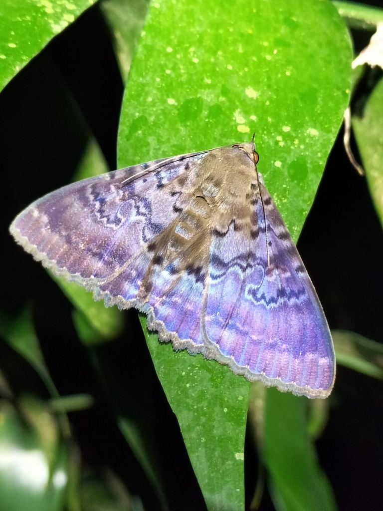 Plain cloak moth