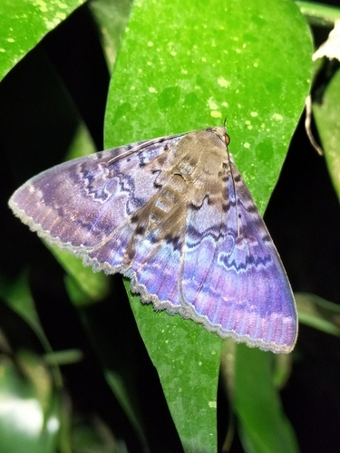Plain cloak moth