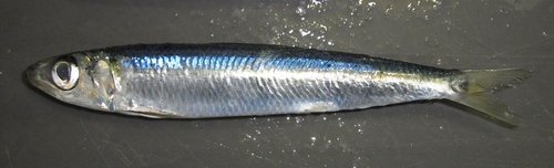 Atlantic round herring (Etrumeus sadina) — Dussumieriidae