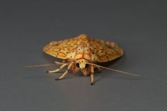 Barsine striata