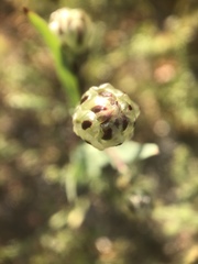 Malacothrix coulteri