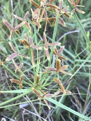 Cyperus sphaerospermus