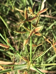 Cyperus sphaerospermus