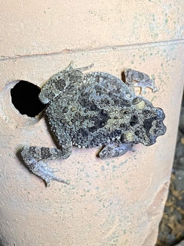 Ingerophrynus macrotis, 2023-11-22
