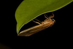 Barsine striata