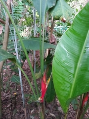 Heliconia