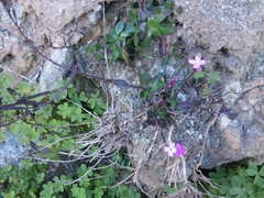 Arabis blepharophylla