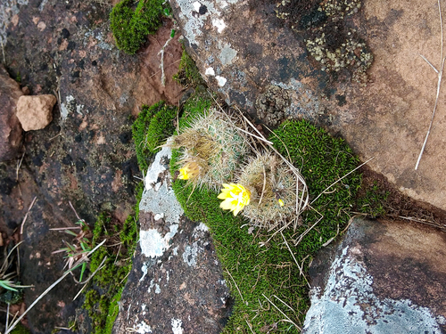 Frailea pumila