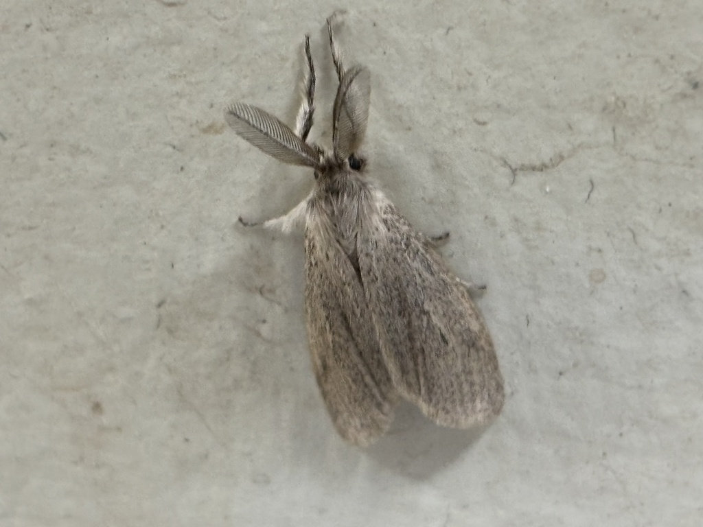 Casama hemippa