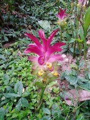 Curcuma