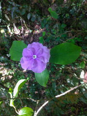Yesterday Today Tomorrow (Brunfelsia australis)
