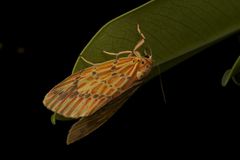 Barsine striata