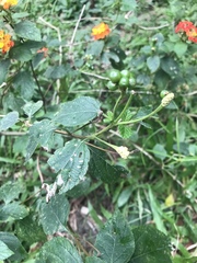 Lantana