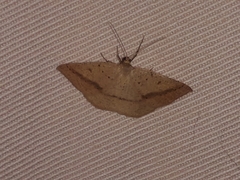 Palaeaspilates inoffensa