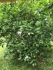 Brunfelsia