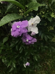 Brunfelsia