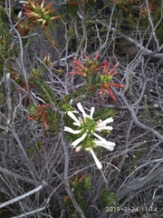 Erica thomae thomae