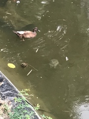 Anas platyrhynchos × Cairina moschata