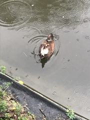 Anas platyrhynchos × Cairina moschata