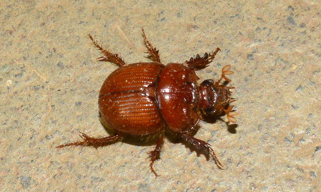 Namibiotrupes auspicatus