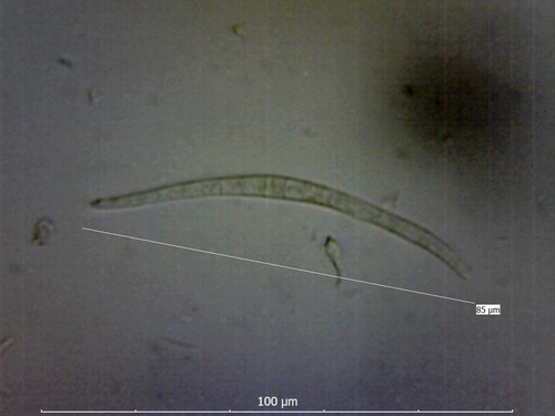 Gabura fascicularis
