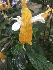 Pachystachys lutea