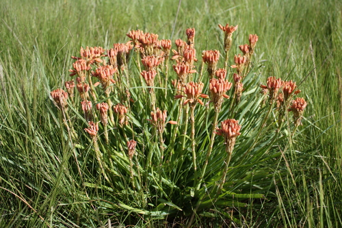Aloe nicholsii