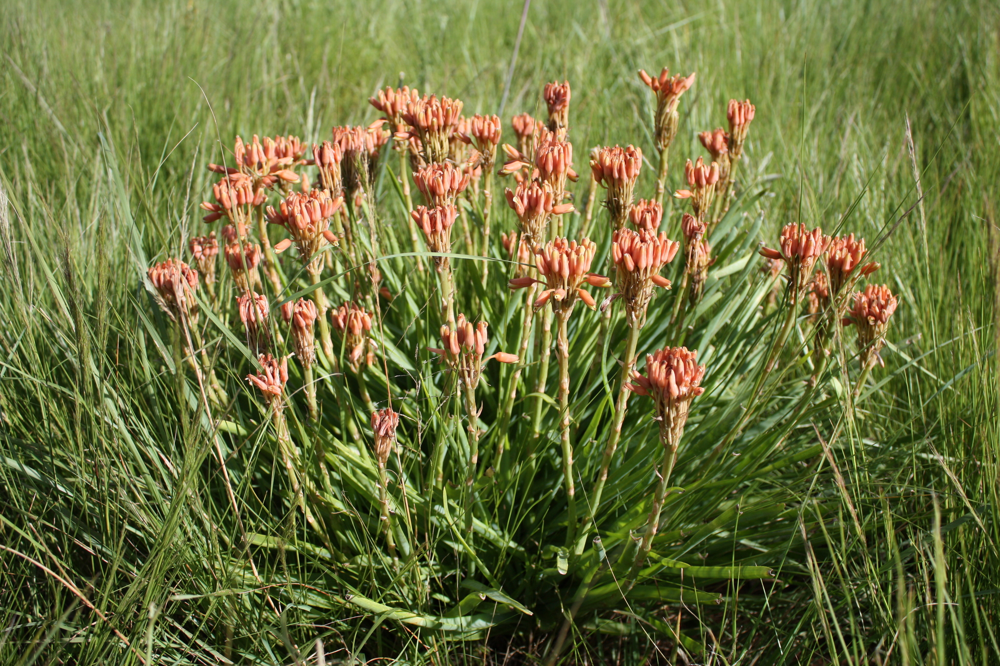 Aloe nicholsii