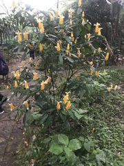 Pachystachys lutea