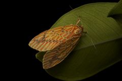 Barsine striata